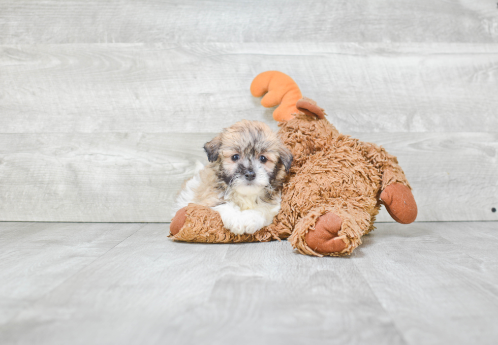 Funny Havanese Purebred Pup