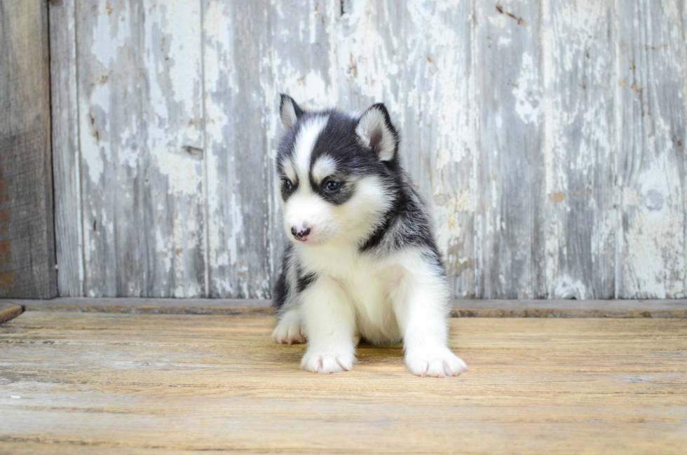 Best Pomsky Baby