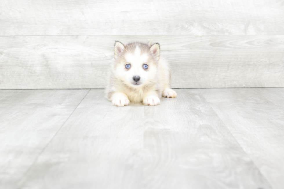 Fluffy Pomsky Designer Pup