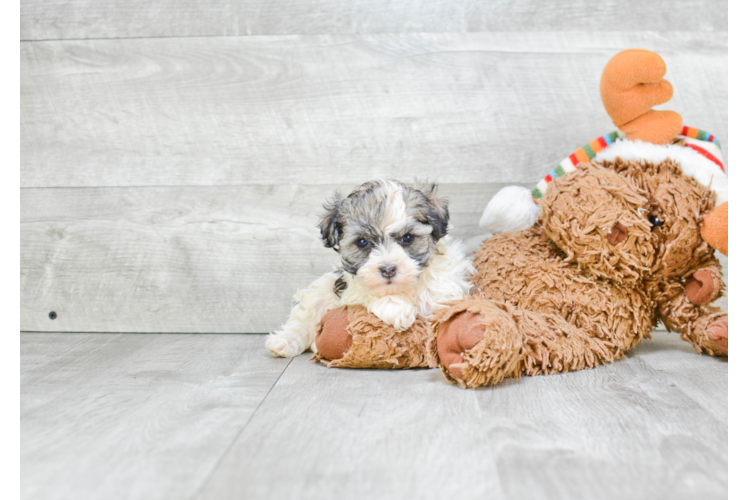 Petite Havanese Purebred Puppy