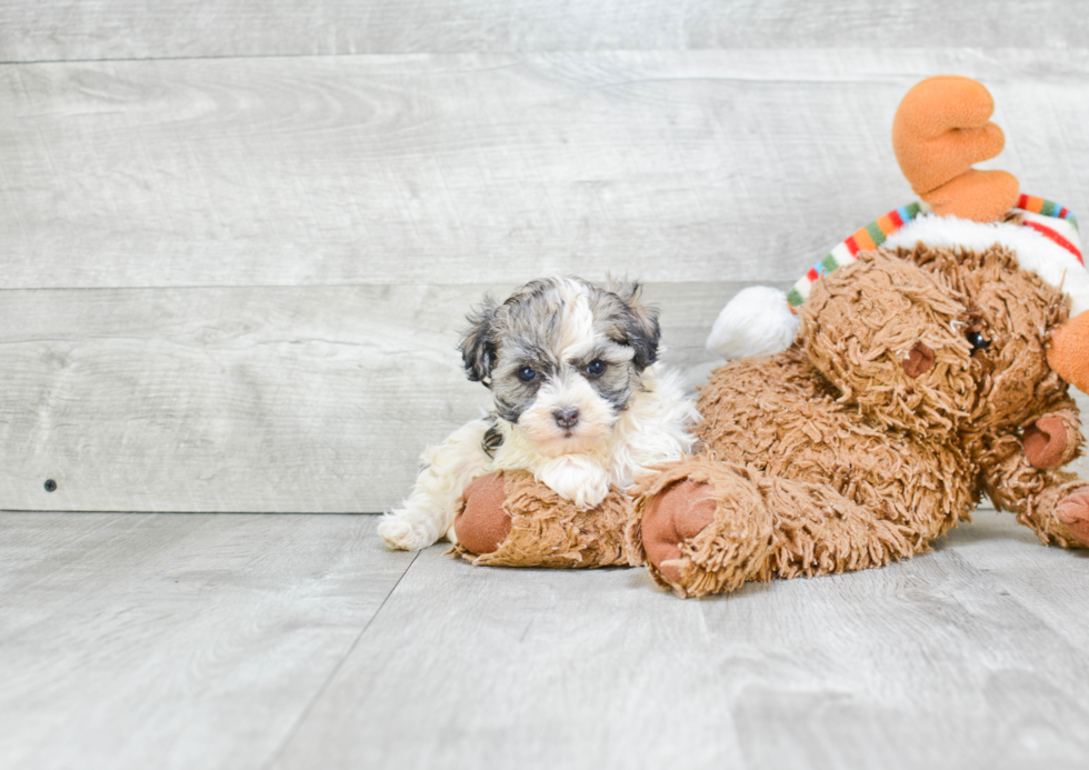 Petite Havanese Purebred Puppy