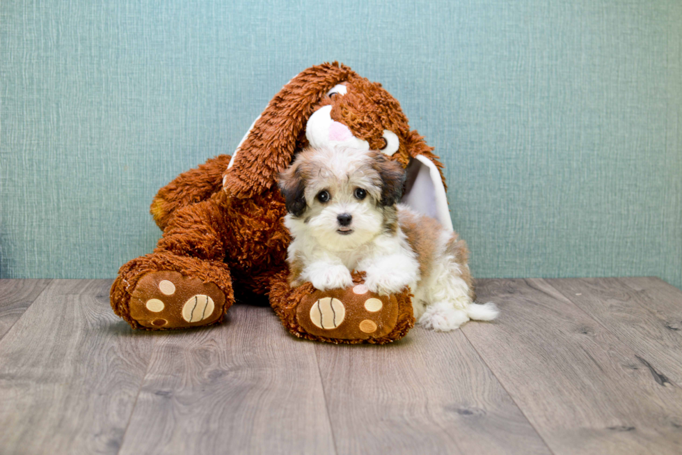 Havanese Puppy for Adoption