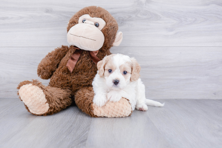 Petite Cavachon Designer Pup