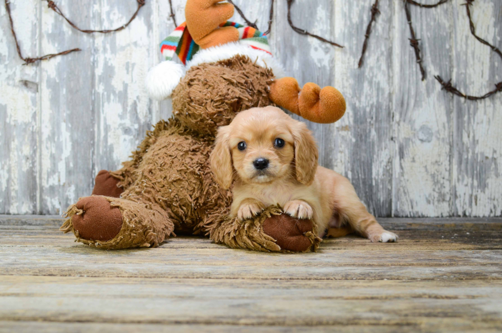 Popular Cavalier King Charles Spaniel Purebred Pup