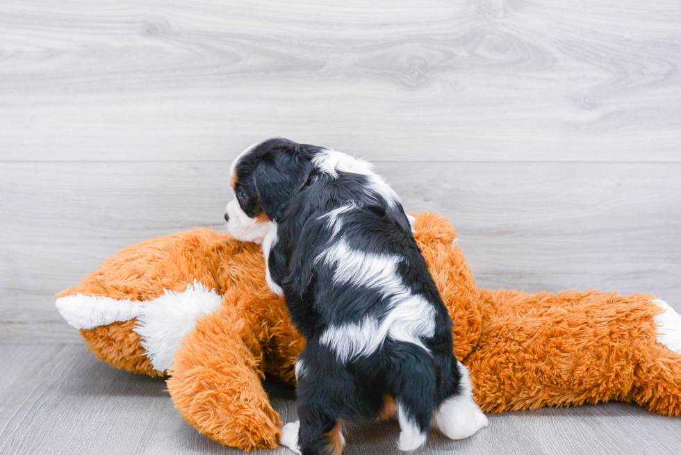 Energetic Cavalier King Charles Spaniel Purebred Puppy