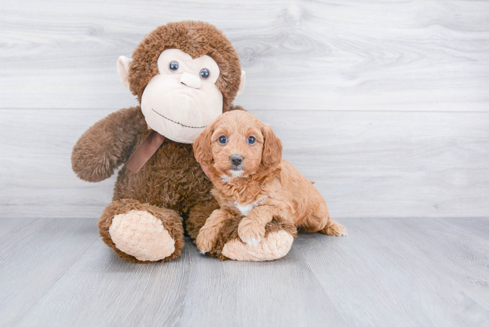 Cute Mini Goldendoodle Baby