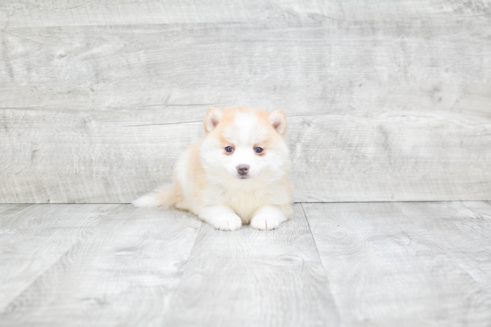 Playful Mini Husky Designer Puppy