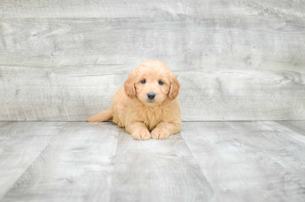 Sweet Mini Goldendoodle Baby