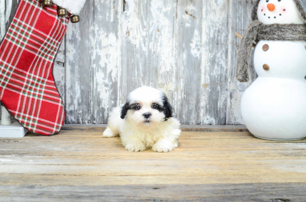 Cute Teddy Bear Baby