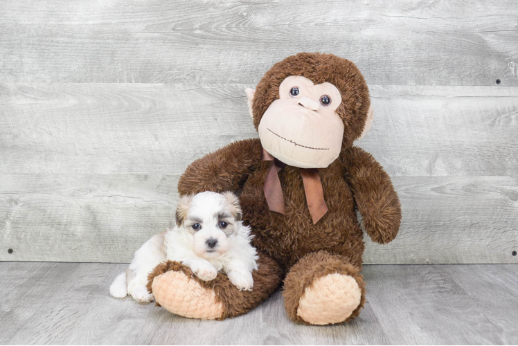 Teddy Bear Pup Being Cute