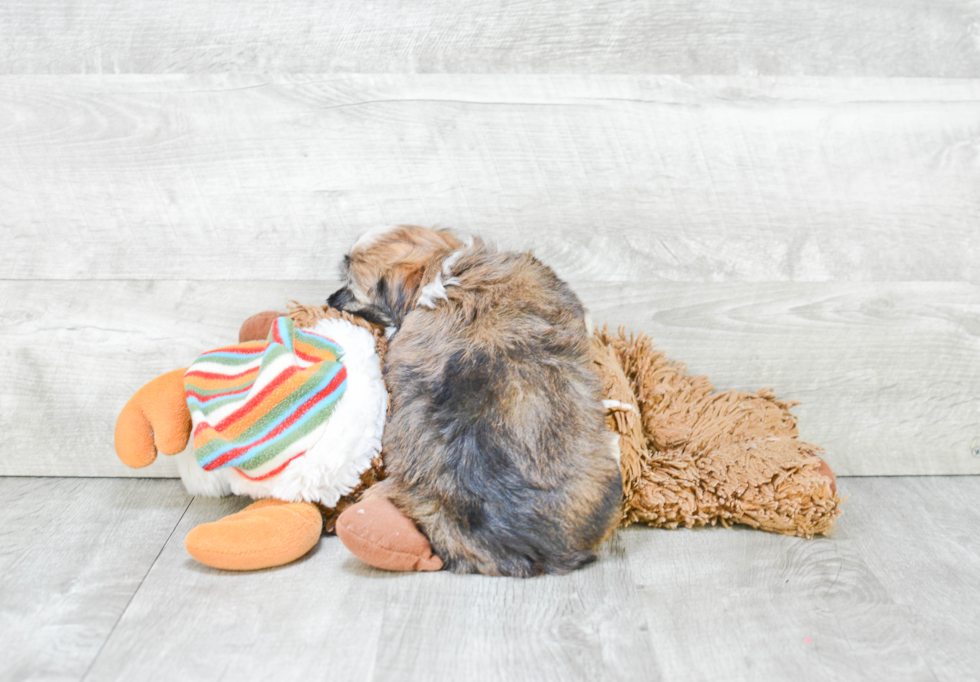 Funny Havanese Baby