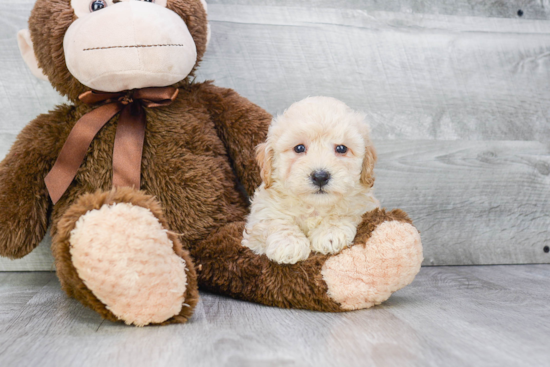 Best Maltipoo Baby