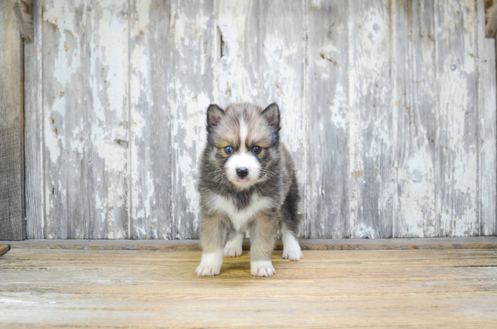 Smart Pomsky Designer Pup