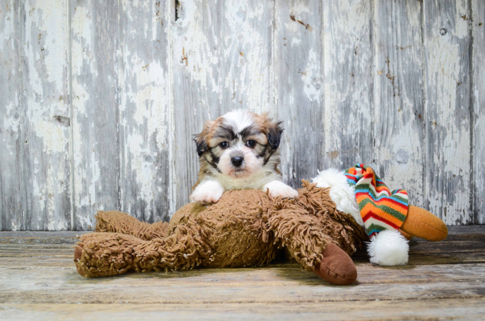 Fluffy Teddy Bear Designer Pup