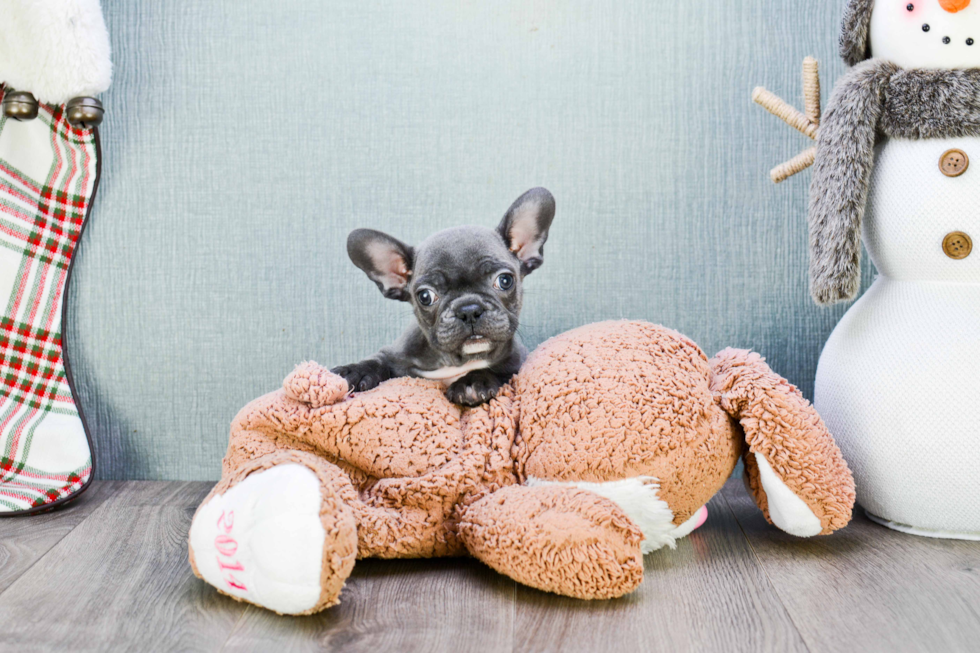 French Bulldog Puppy for Adoption