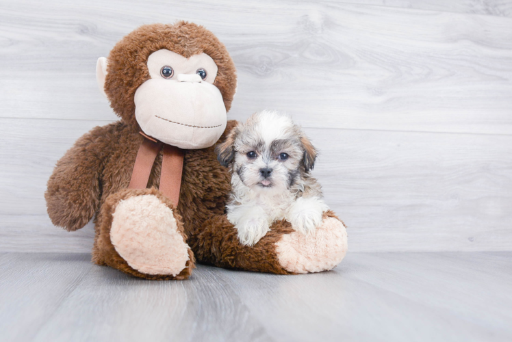 Popular Teddy Bear Designer Pup