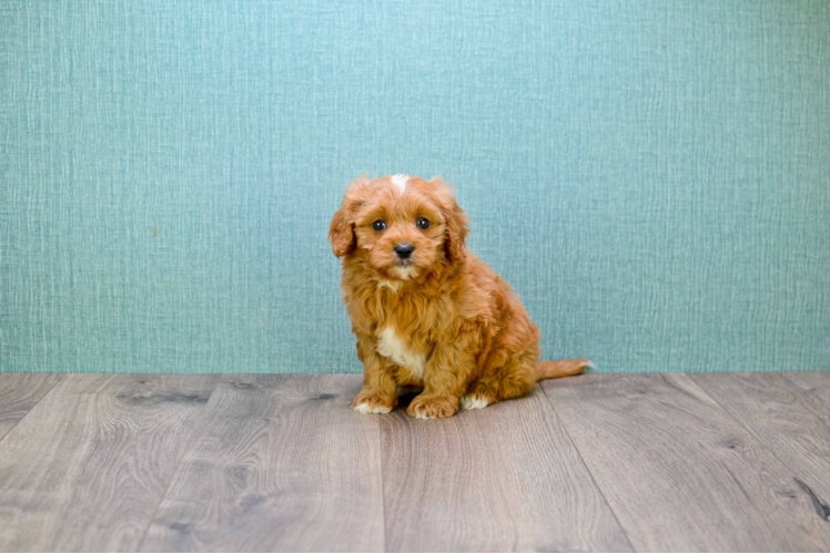 Small Cavapoo Baby