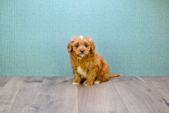 Small Cavapoo Baby