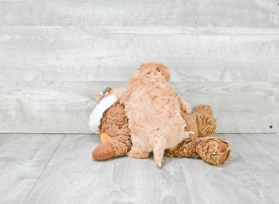 Fluffy Maltipoo Poodle Mix Pup