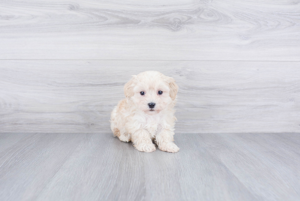 Popular Maltipoo Poodle Mix Pup