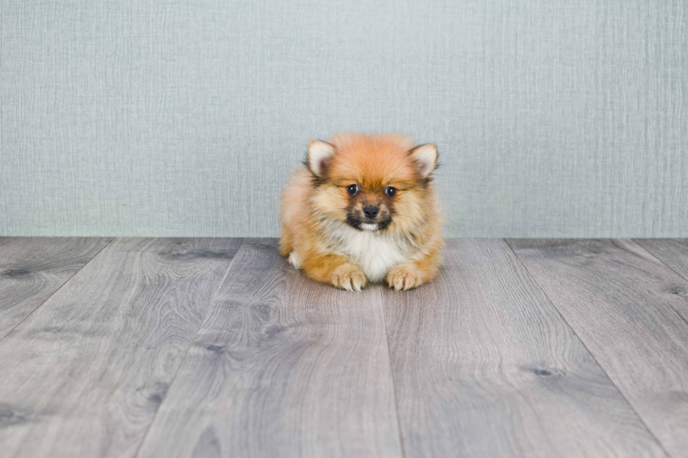 Pomeranian Puppy for Adoption