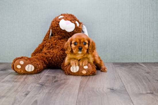 Cute Cavalier King Charles Spaniel Purebred Puppy