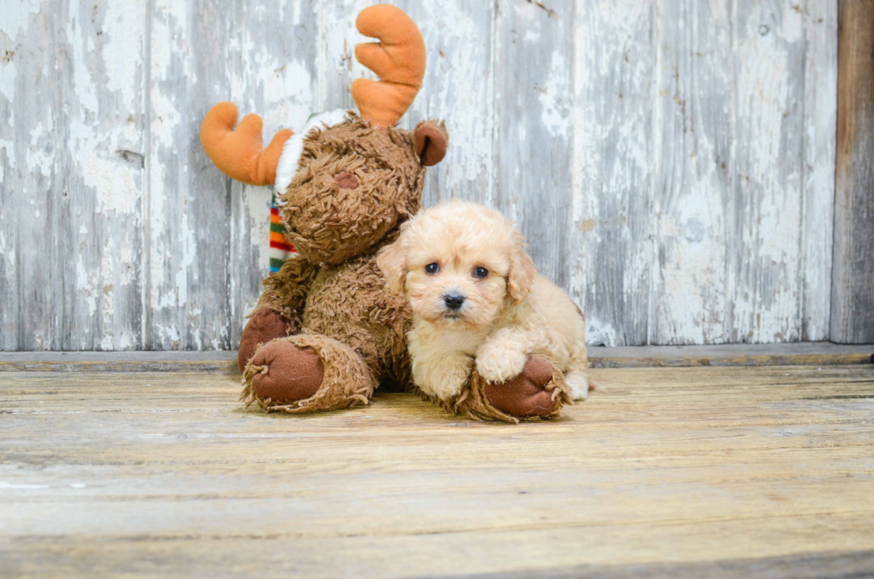 Cavachon Pup Being Cute