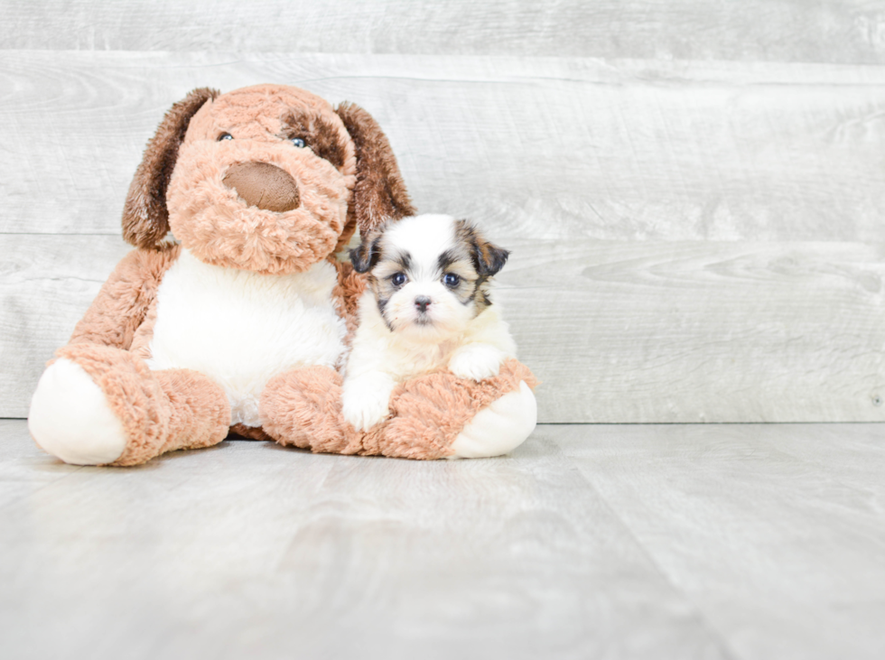 Adorable Shichon Designer Puppy