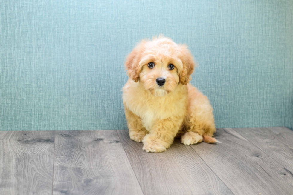 Friendly Mini Goldendoodle Baby