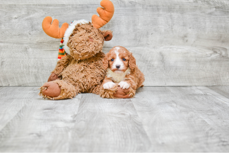 Best Cavapoo Baby