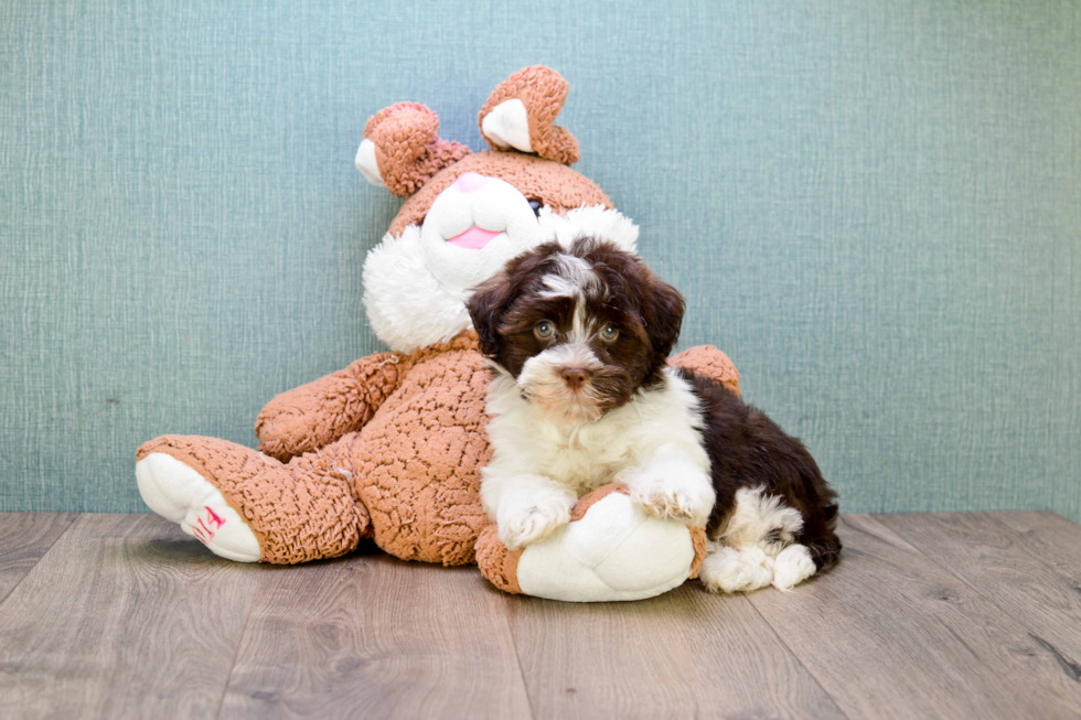 Small Havanese Baby