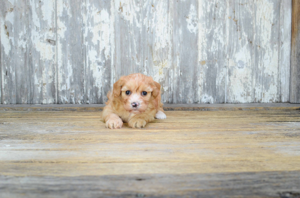 Small Cavachon Baby