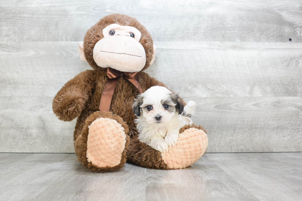 Funny Teddy Bear Designer Pup