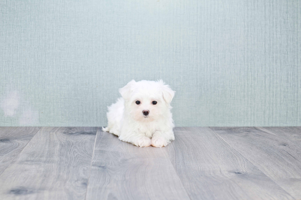 Maltese Pup Being Cute