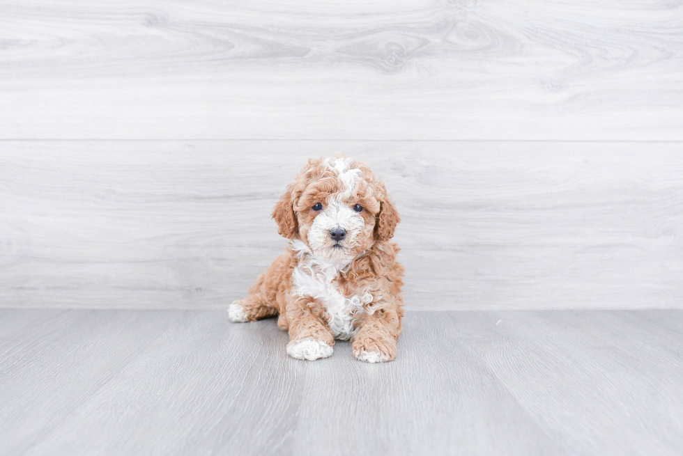 Friendly Cavapoo Baby