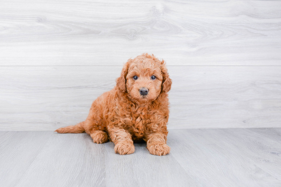 Fluffy Mini Goldendoodle Poodle Mix Pup