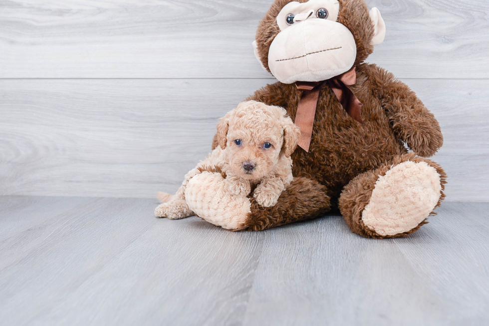 Cavapoo Puppy for Adoption