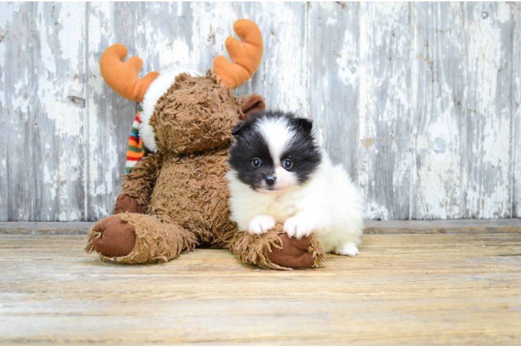 Funny Pomeranian Purebred Pup