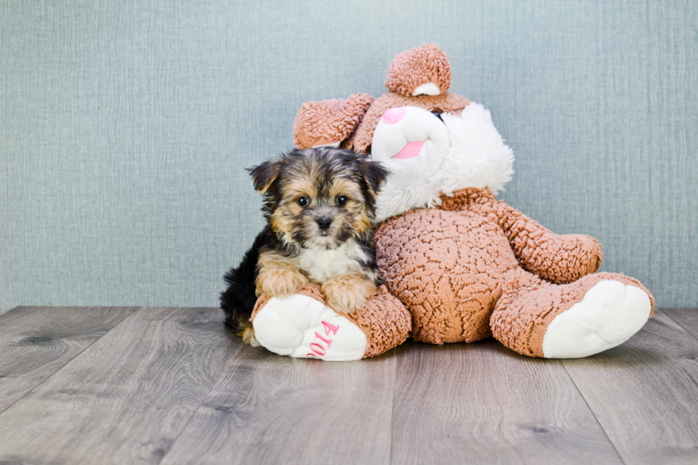 Best Morkie Baby