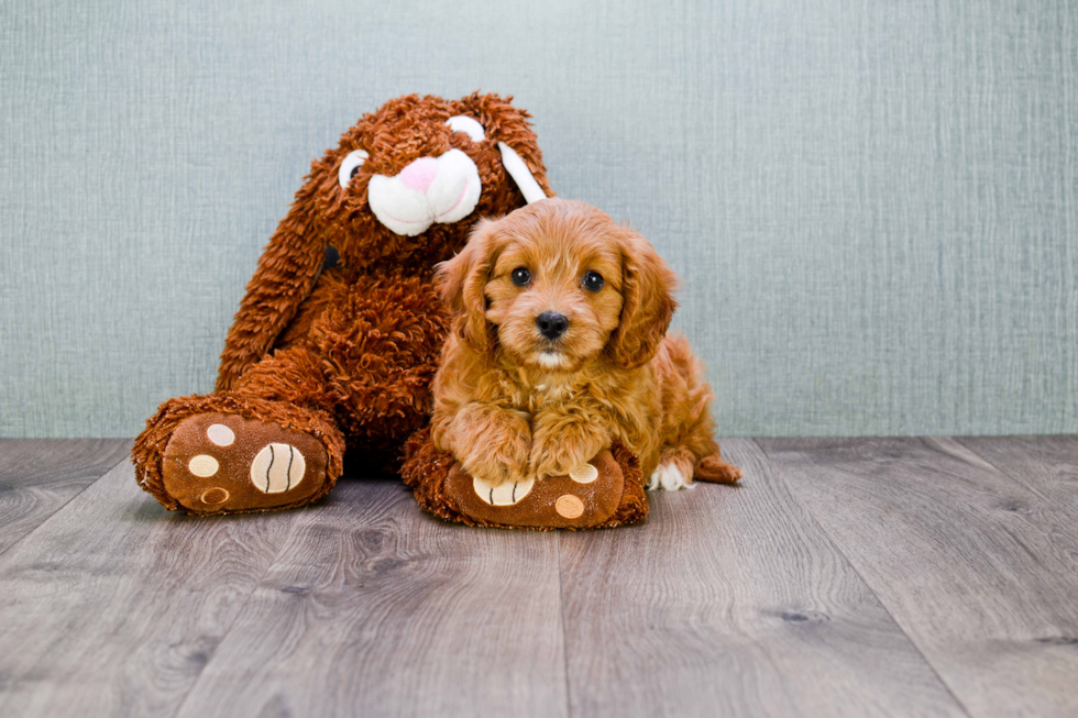 Popular Cavapoo Poodle Mix Pup