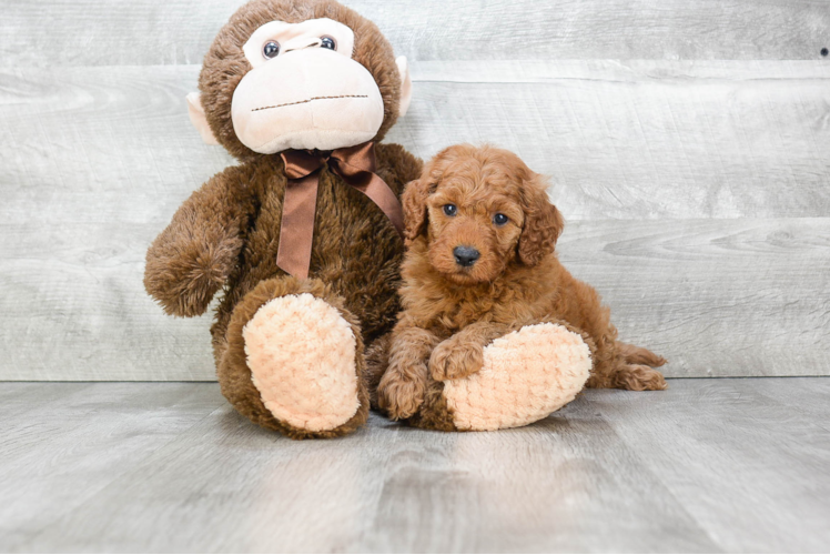 Mini Goldendoodle Pup Being Cute