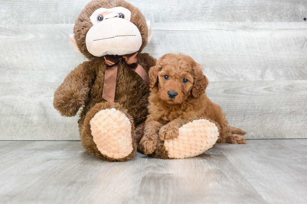 Mini Goldendoodle Pup Being Cute