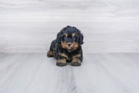 Popular Mini Bernedoodle Poodle Mix Pup