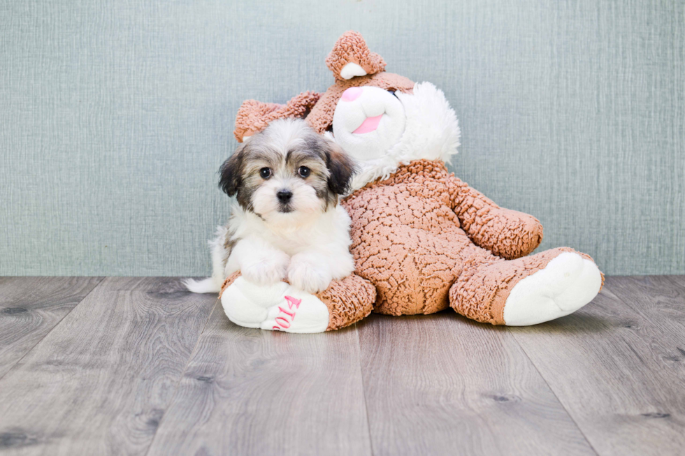 Fluffy Teddy Bear Designer Pup