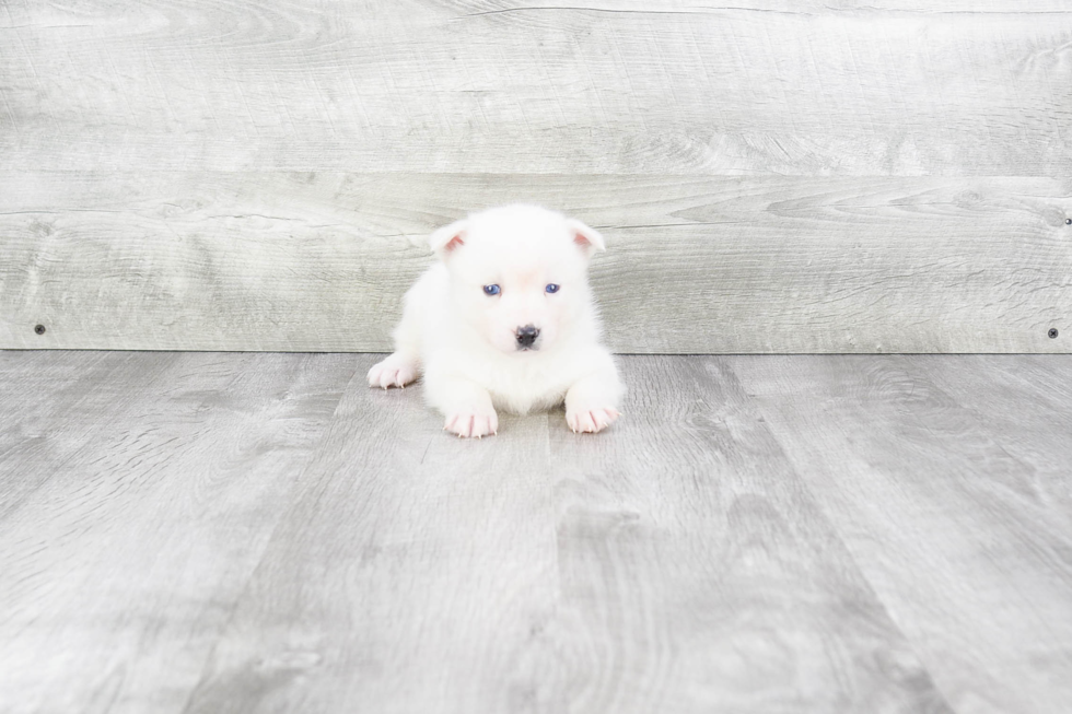 Adorable Mini Husky Designer Puppy