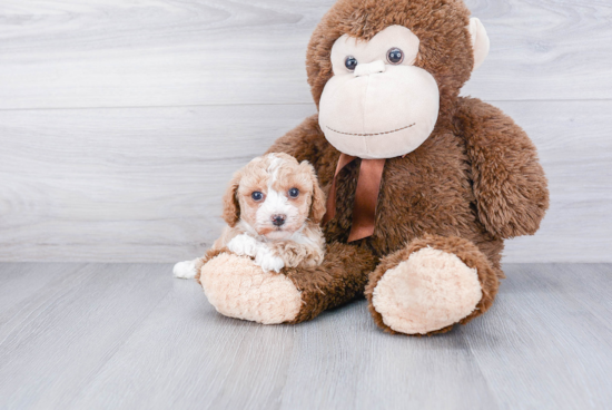 Little Poodle Purebred Pup