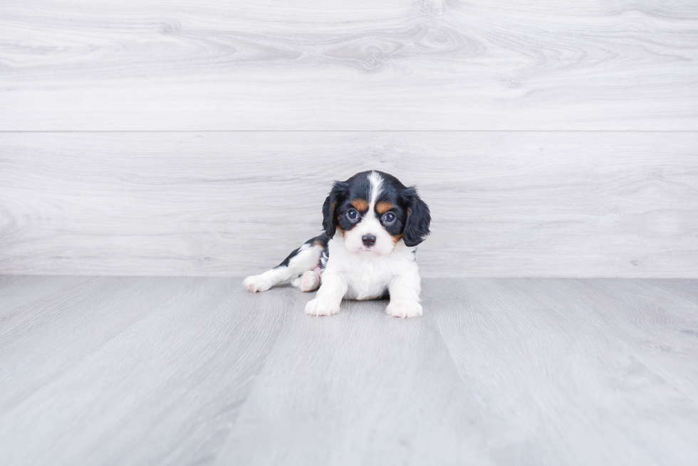 Little Cavalier King Charles Spaniel Purebred Pup