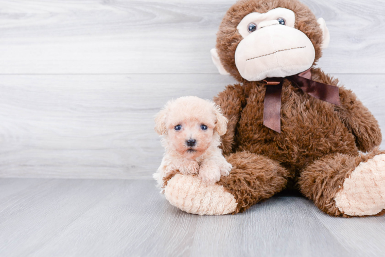 Havanese Pup Being Cute