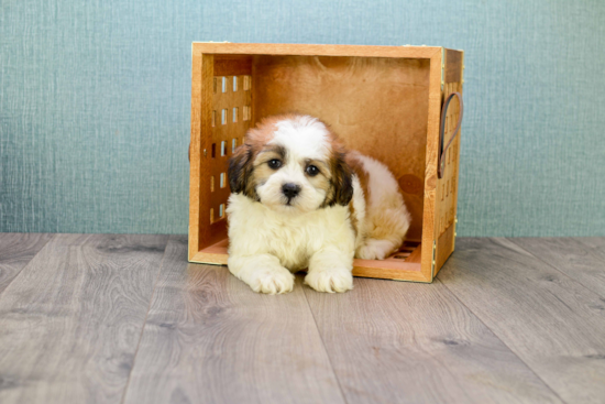 Teddy Bear Pup Being Cute