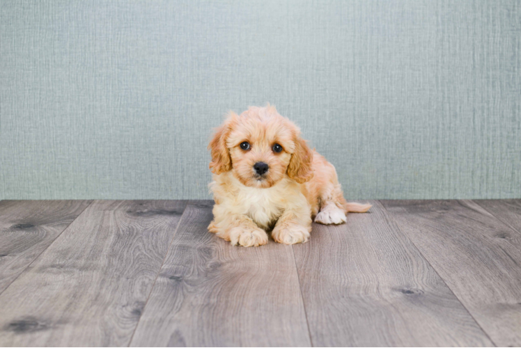 Best Cavapoo Baby